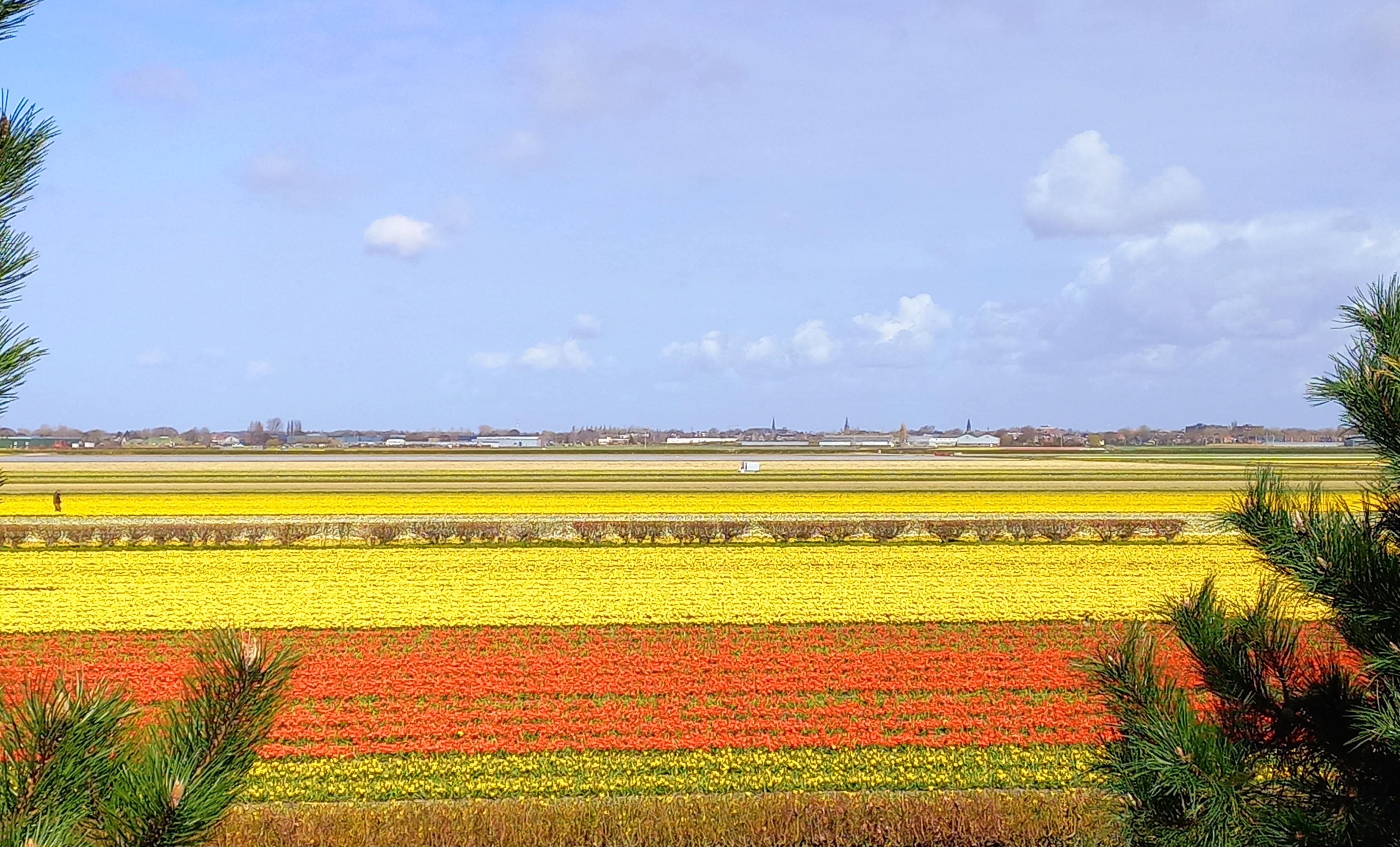 Libu-libong Bulaklak Pinadala Ng Netherlands Sa Vatican Para Sa Semana Santa