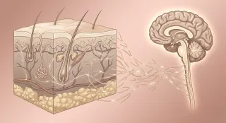 La scienza della connessione Mente-Pelle. L'Asse Neuro-Cutaneo: oltre il dualismo mente-corpo