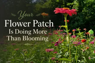 Your Flower Patch Is Doing More Than Blooming