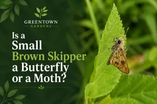 (EDUCATIONAL CONTENT) Is a Small Brown Skipper a Butterfly or a Moth?