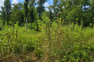 Your Summer Garden Looks Tired....