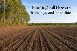 Planting Fall Flowers....