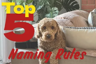 Top 5 Ways to Name Your Dog: Reddit’s Best Naming Trends