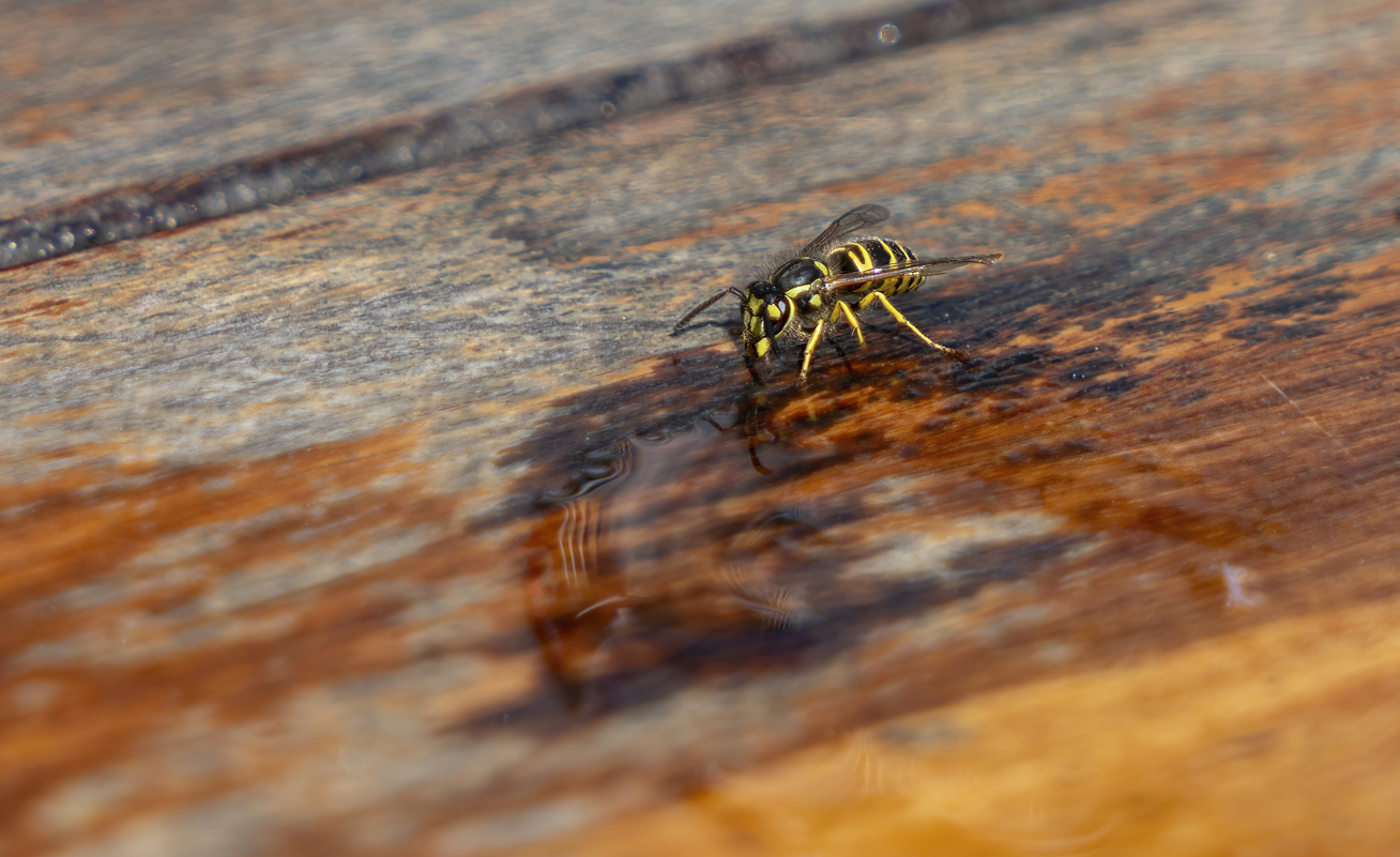 Wasp Control – A Recent Job in Metro Vancouver & Some Homeowner Tips