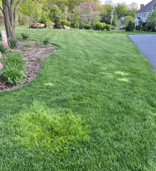 What Are The Light Green Patches In My Lawn?