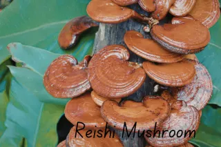 You Eat THOSE and They're Good For You? (Mushrooms)
