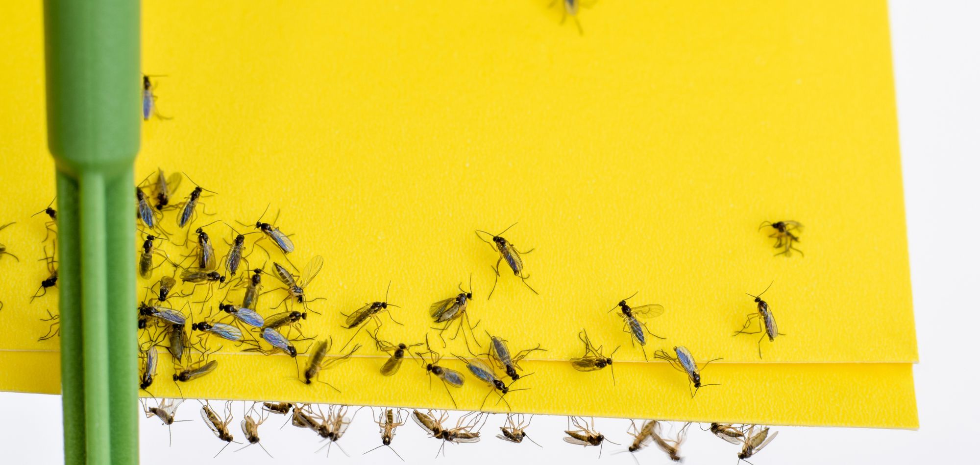 What If the Problem Isn't That You're Not Trying Hard Enough?  The surprising lesson a house full of phorid flies taught me about motherhood, anxiety, healing, and learning to trust the process.