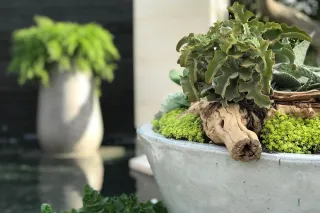 How Living Walls Transform Luxury Outdoor Living Spaces