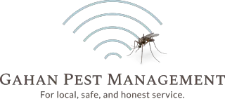 Bed Bugs: Nature’s Hitchhikers