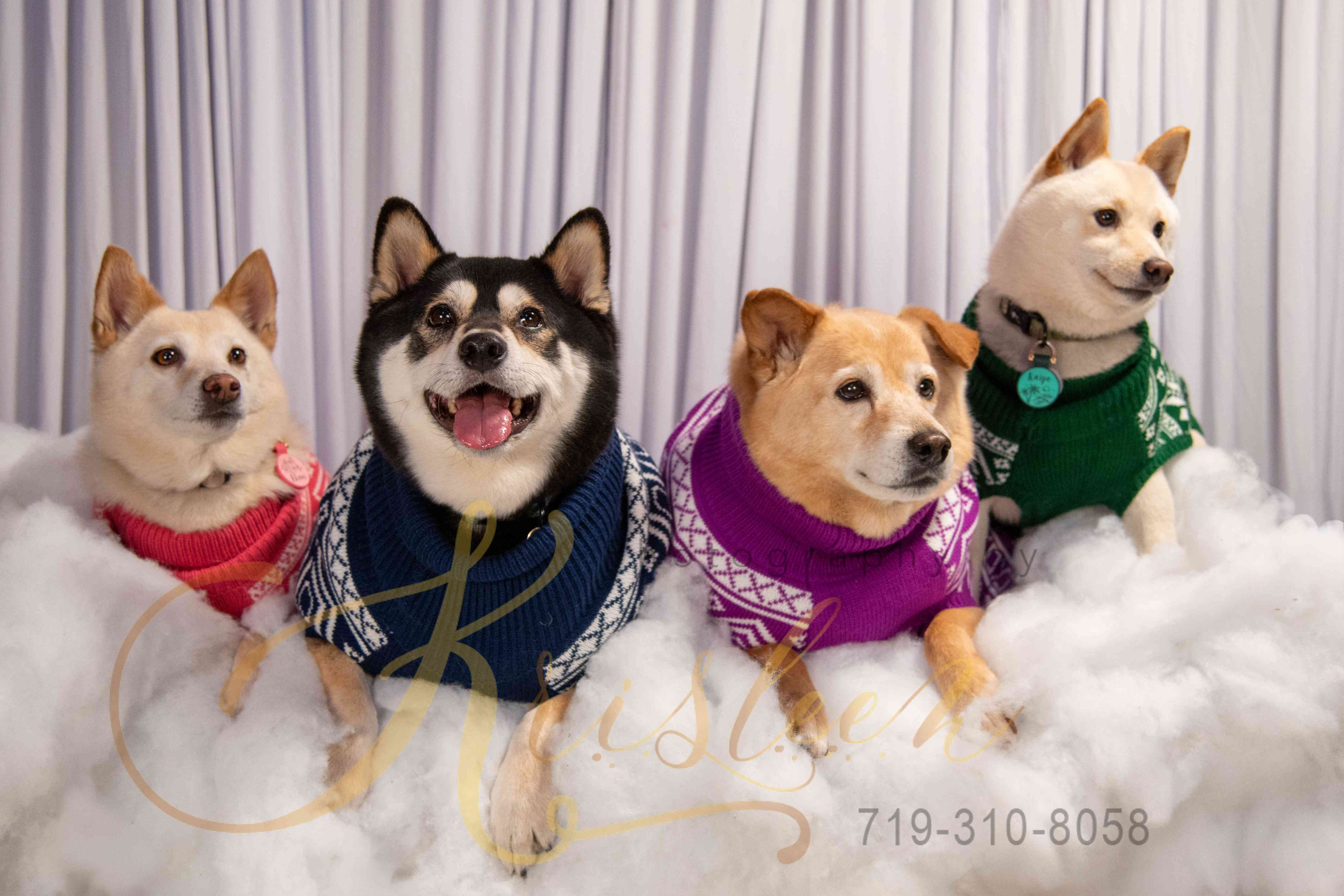 More Than Just a Cute Picture: Why Pet Photography Matters