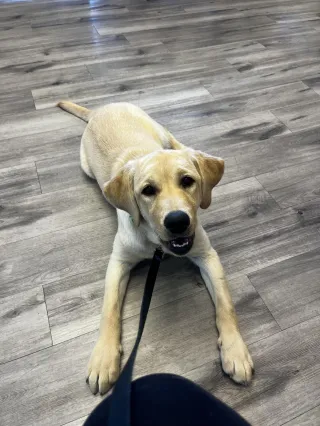 How to Create a Calm Dog Without Wearing Them Out | Puppy Training Parker CO
