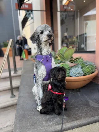 Why Your Dog Isn’t Listening (And What to Do Instead) | Parker CO Dog Training