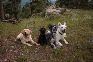 Dog-Friendly Trails Near Parker, Colorado for Training Walks