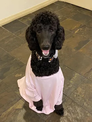 Is My Dog Reactive or Just Excited? How to Tell the Difference
