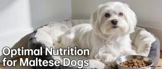 Maltese Dog Nutrition Guide: Essential Diet Tips | Maltese Dog Care