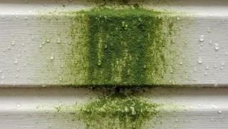 Mold, Mildew or Algae? What Is Actually Growing on Your House