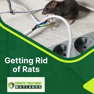 Does Pest Control Get Rid of Rats?
