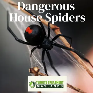 Spider Pest Control: Dangerous House Spiders and Safe Removal Tips