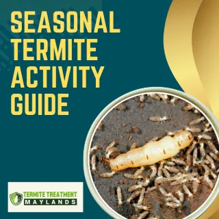 How Seasonal Changes Affect Termite Activity