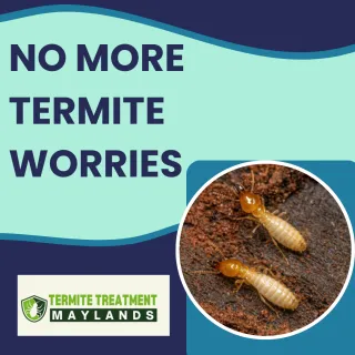 Keep Your Home Safe with Modern Termite Control Techniques