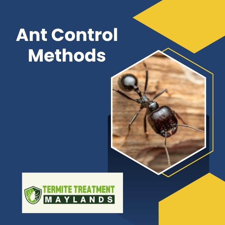 How to Get Rid of Ants Naturally and Stop Them Coming Back