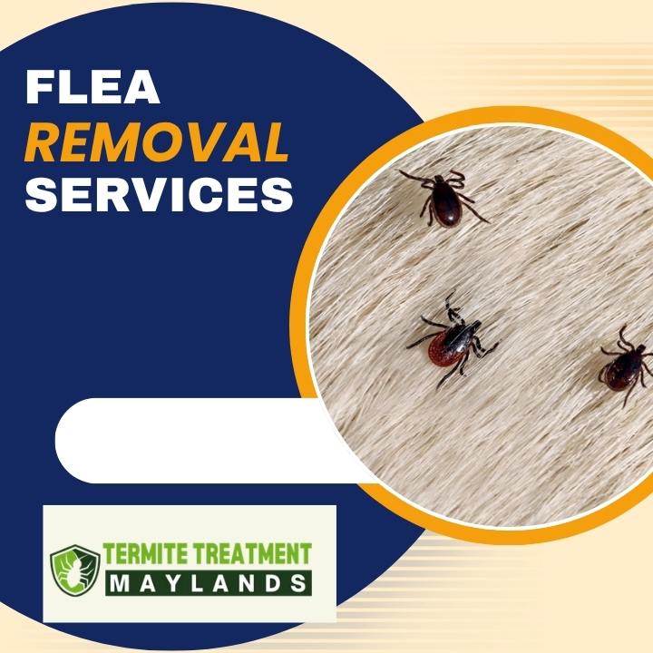 Complete Flea Removal Guide for Homes With Pets and Families