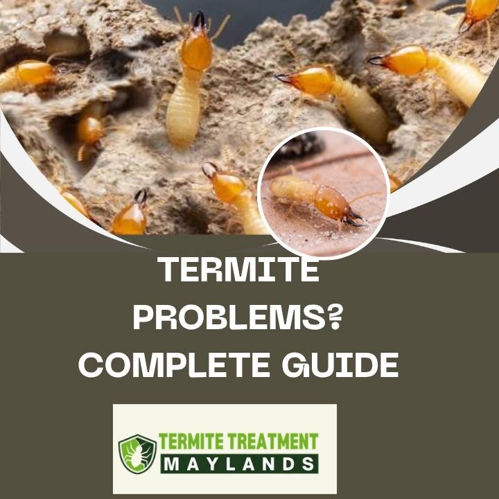 Termites in Home: The Complete Homeowner’s Guide