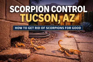 Why Scorpions Are Getting Worse in Tucson Homes (And How to Stop Them for Good)