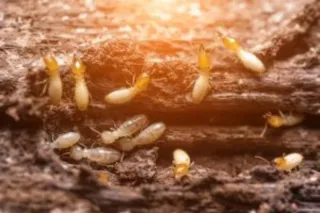 Why Does Termite Treatment Cost More in Some Homes?