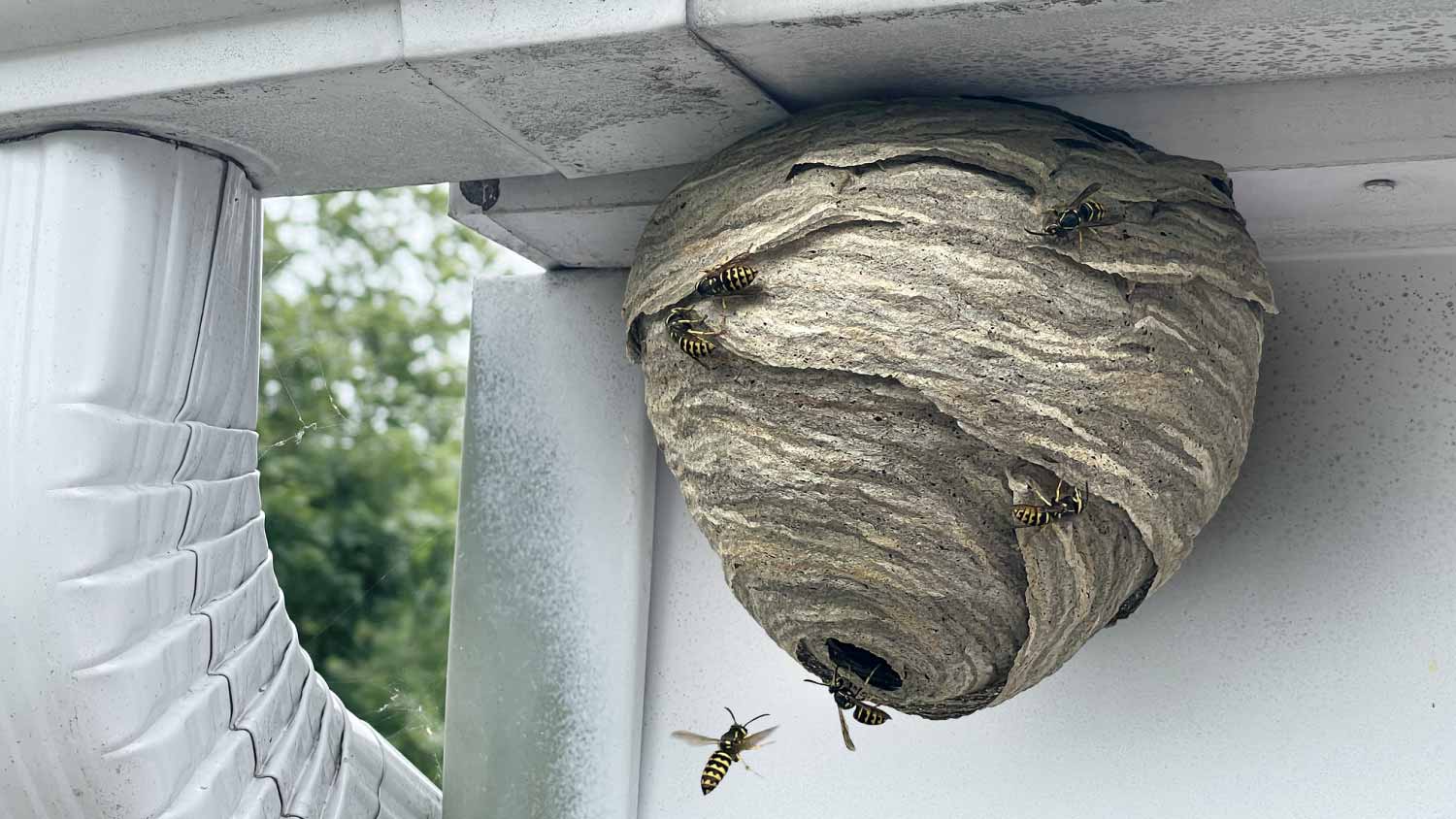 What’s the Safest Way to Deal With Wasp Nests at Home?