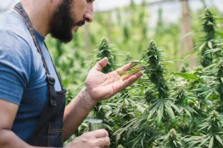 From License to Launch: First‑Year Accounting Roadmap for Cannabis Startups