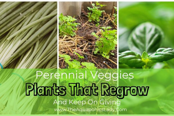 Regrowing Vegetables and Perennial Plants That Keep on Giving