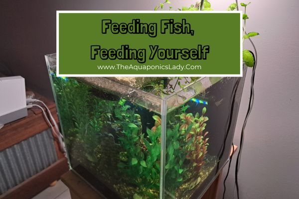 Feeding Fish, Feeding Yourself