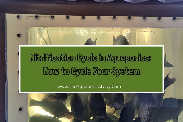 The Nitrification Cycle in Aquaponics: How to Cycle Your System Safely