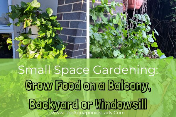 Small Space Gardening: Grow Food on a Balcony, Backyard or Windowsill