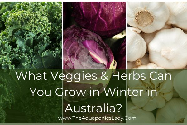 Veggies & Herbs to Grow in Winter in Cool & Mild Australian Zones