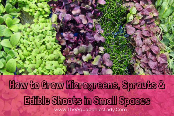 How to Grow Microgreens, Sprouts and Edible Shoots in Small Spaces
