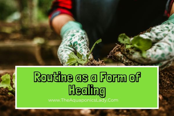 Routine as a Form of Healing: How Aquaponics Supports Mental Health