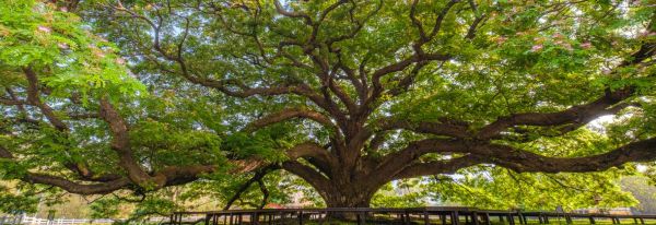 Mature trees can add to resale value, agent says