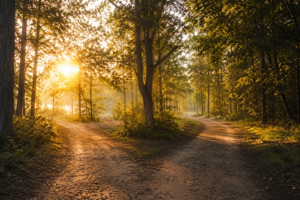 Wild Logic Sunday: The Reaction Is Not the Real You