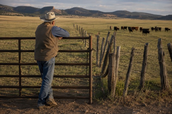Wild Logic Ranch Lessons: Some Old Rules Outlive the Fence They Were Built For