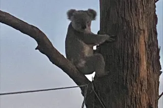 From Bare Paddock To Koalas: A Story Of Legacy