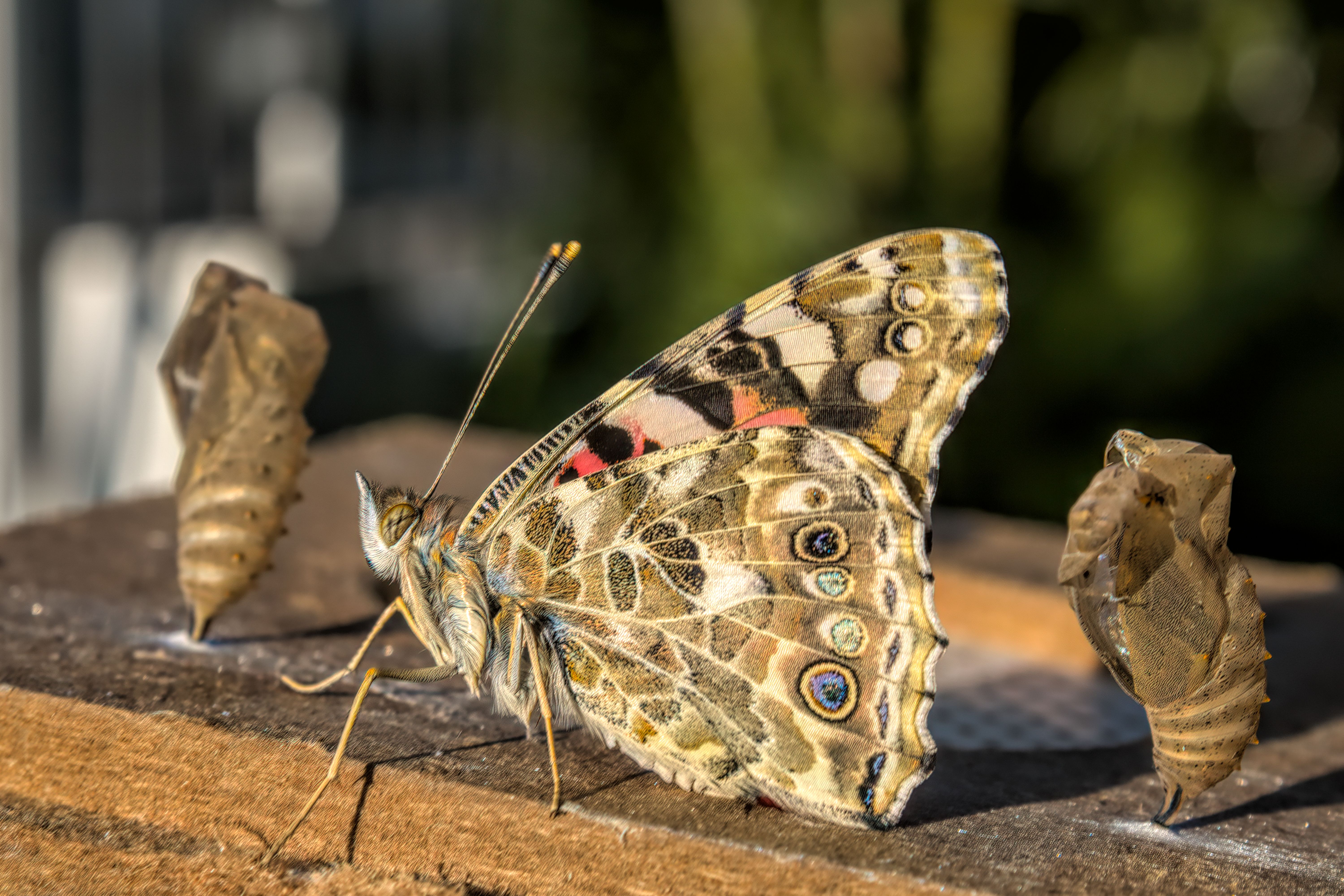 The Identity Shift That Creates Lasting Transformation