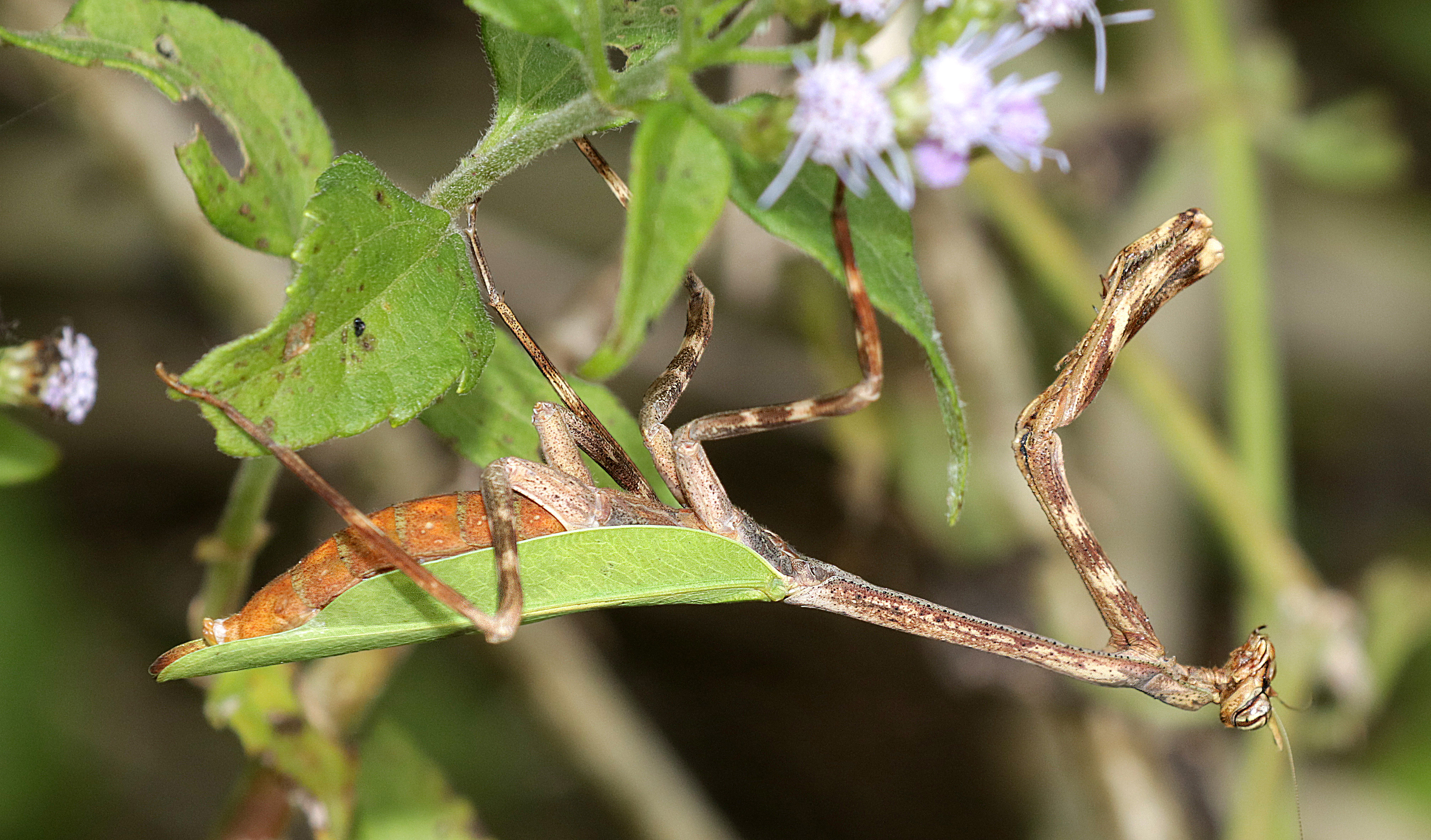 National Butterfly Center in Mission, TX: A Colorful South Texas Adventure 🦋