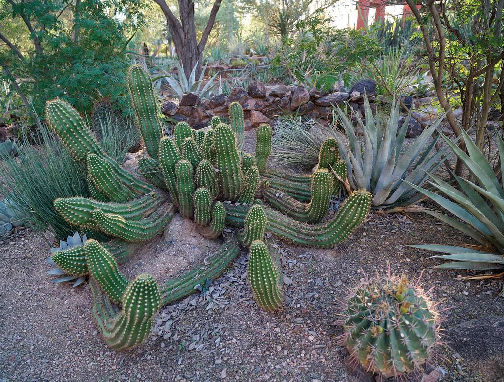 🦋 McAllen Nature Center: Discover Native Trails, Wildlife & Outdoor Fun in the Rio Grande Valley
