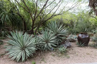 Discover McAllen’s Wild Side at Quinta Mazatlan World Birding Center 🌿 - Copy
