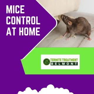 How to Prevent Mice Infestations in Your Home