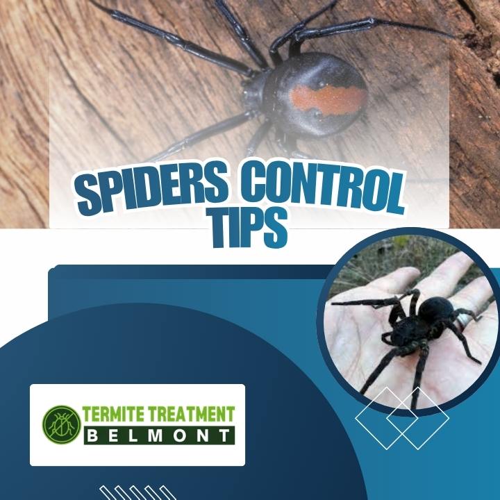 Spiders Control Tips for Dust-Free Room Corners