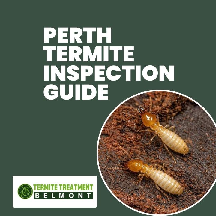 Termite Inspection Perth: What Every Homeowner Should Know