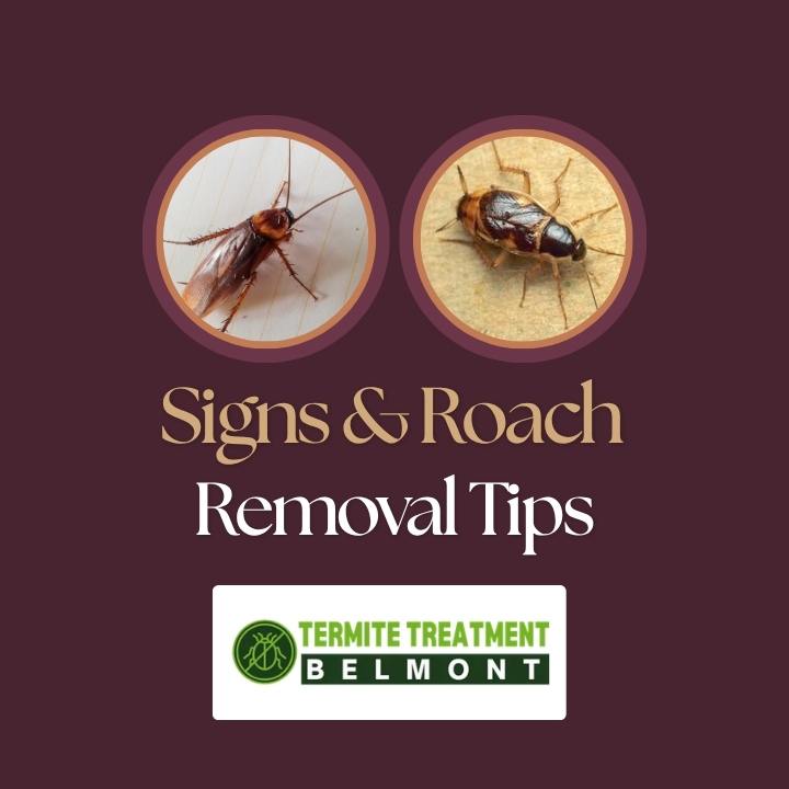 Cockroach Infestation: Warning Signs and the Best Ways to Get Rid of Roaches